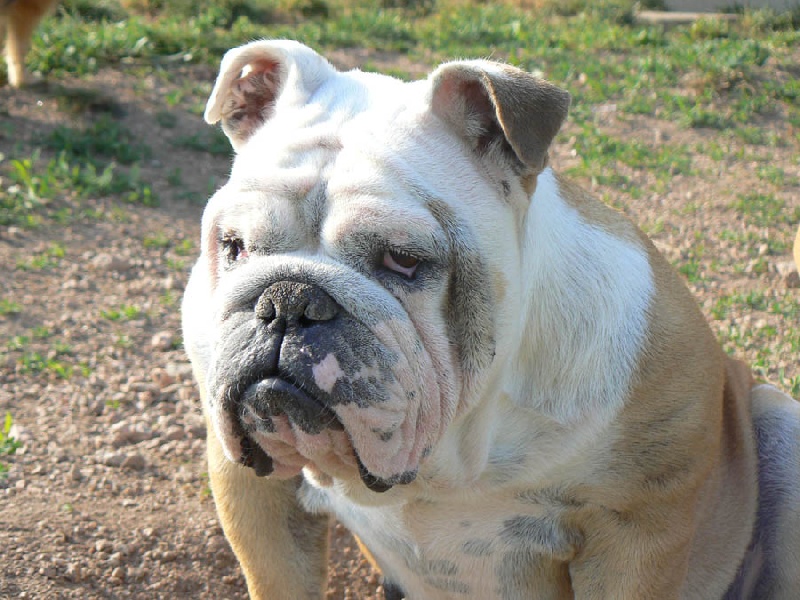 Upsie du temple des Bulldogs