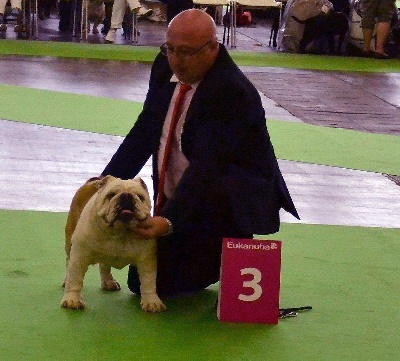 des Carco's Bulls - WORLD DOG SHOW PARIS 2011 