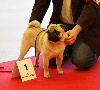  - PARIS DOG SHOW