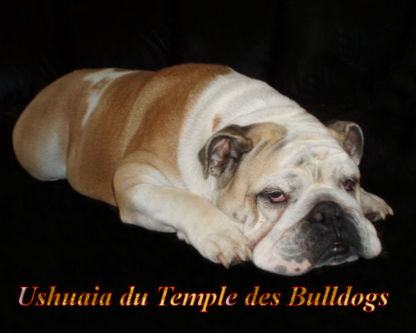 Ushuaia du temple des Bulldogs
