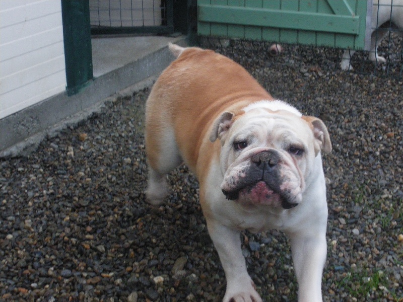 Dita-super-star dit :  dana des Carco's Bulls