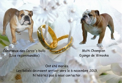 des Carco's Bulls - Bientôt des bébés !!!!
