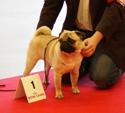 PARIS DOG SHOW