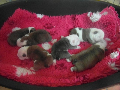 des Carco's Bulls - LES BEBES SONT ARRIVES